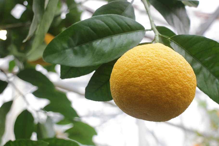 grapefruit, nutrition, citrus, healthy, vitamins, juicy, fresh HD wallpaper