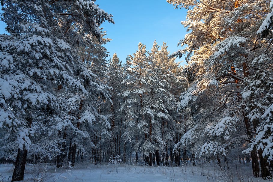 nature, forest, winter, snow, trees, landscape, the picturesque HD wallpaper