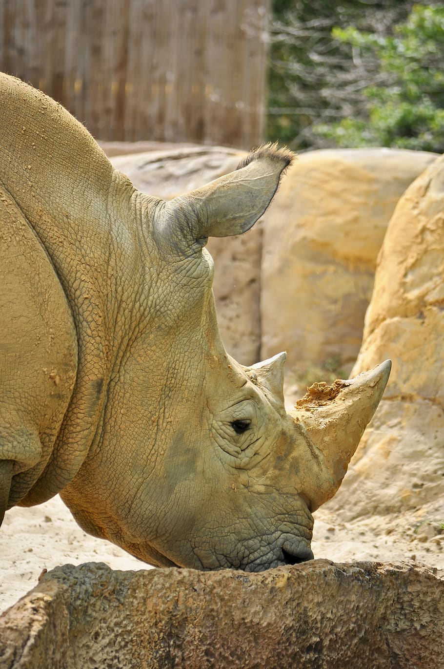 white rhino, animal, rhinoceros, wild, mammal, zoo, wildlife, HD wallpaper