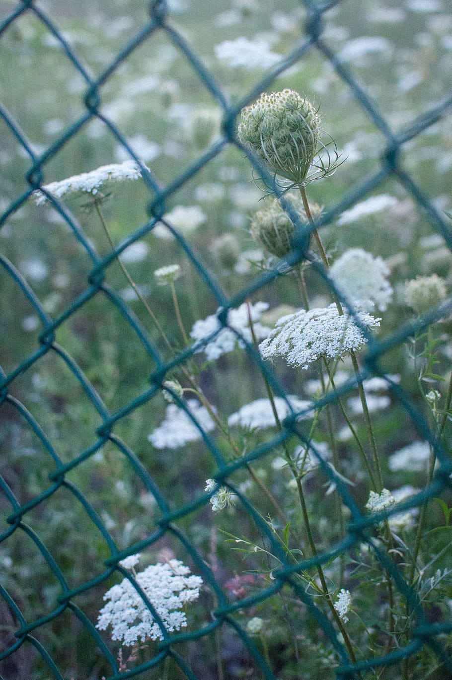 nature, wild, close-up, plant, chainlink fence, flower, growth HD wallpaper