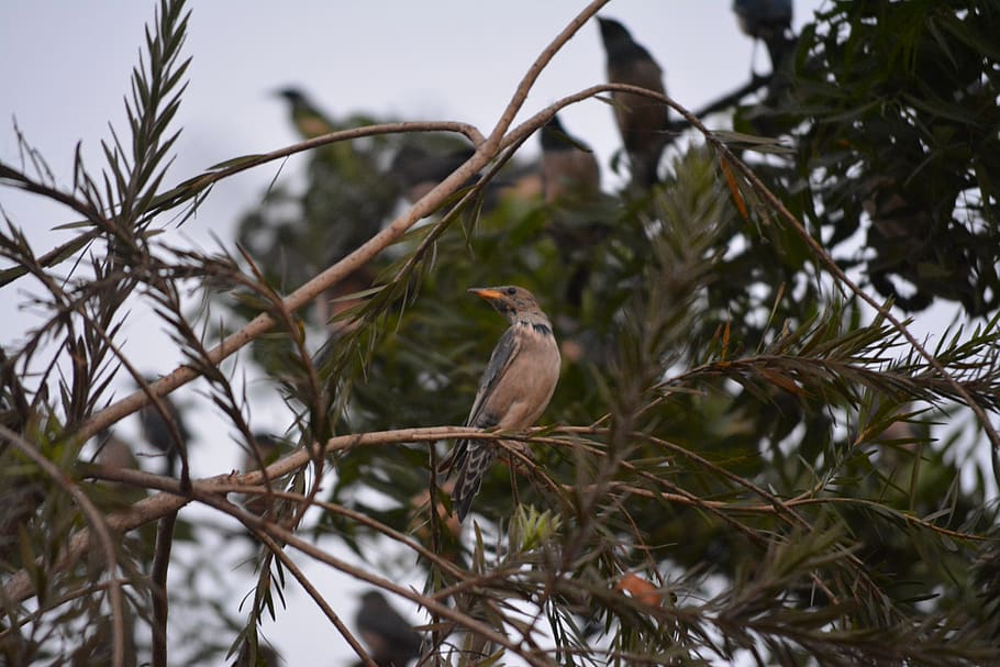 rufous, backed, robin, bird, nature, beak, wild, wildlife, feather HD wallpaper