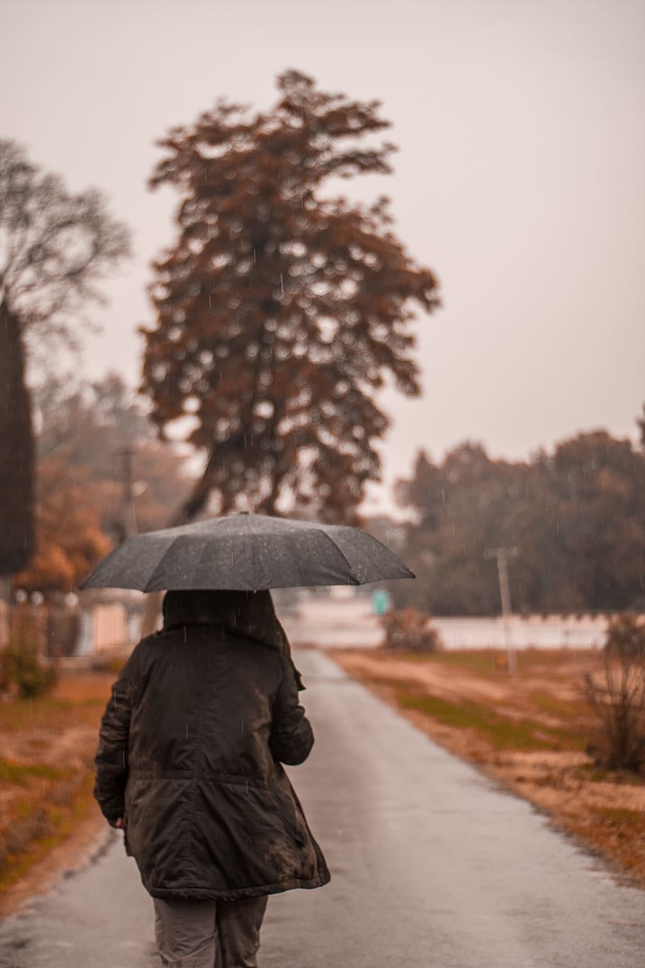 Person Holding Umbrella, man, path, rain, walking, real people HD wallpaper