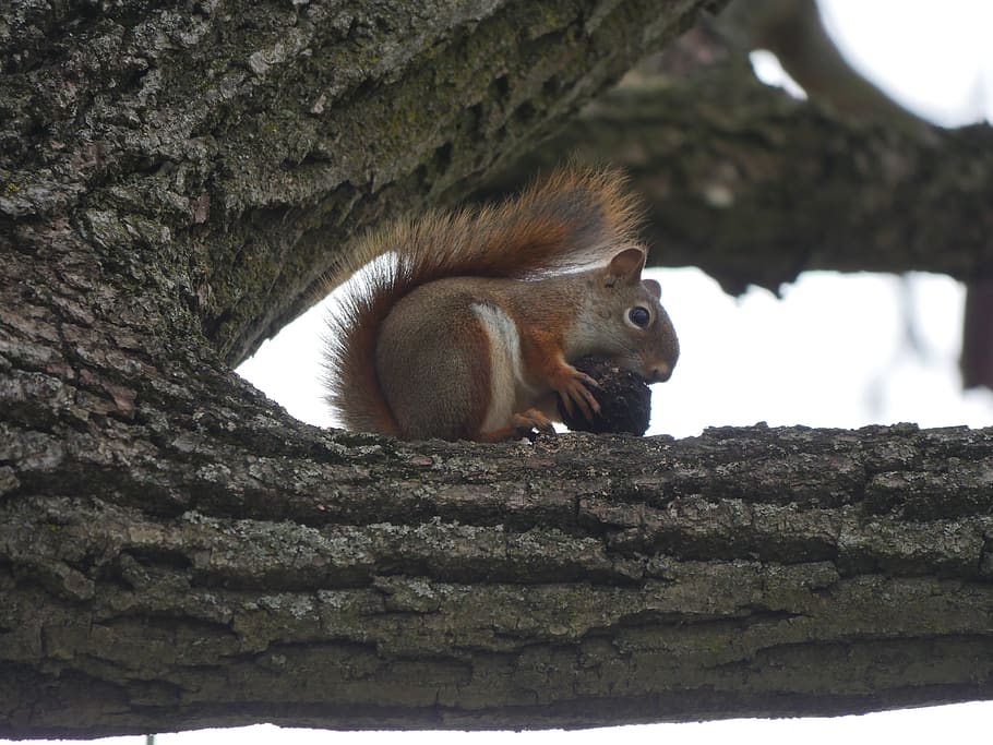 squirrel, squirrel eating, nuts, wildlife, mammal, tree, animal themes HD wallpaper