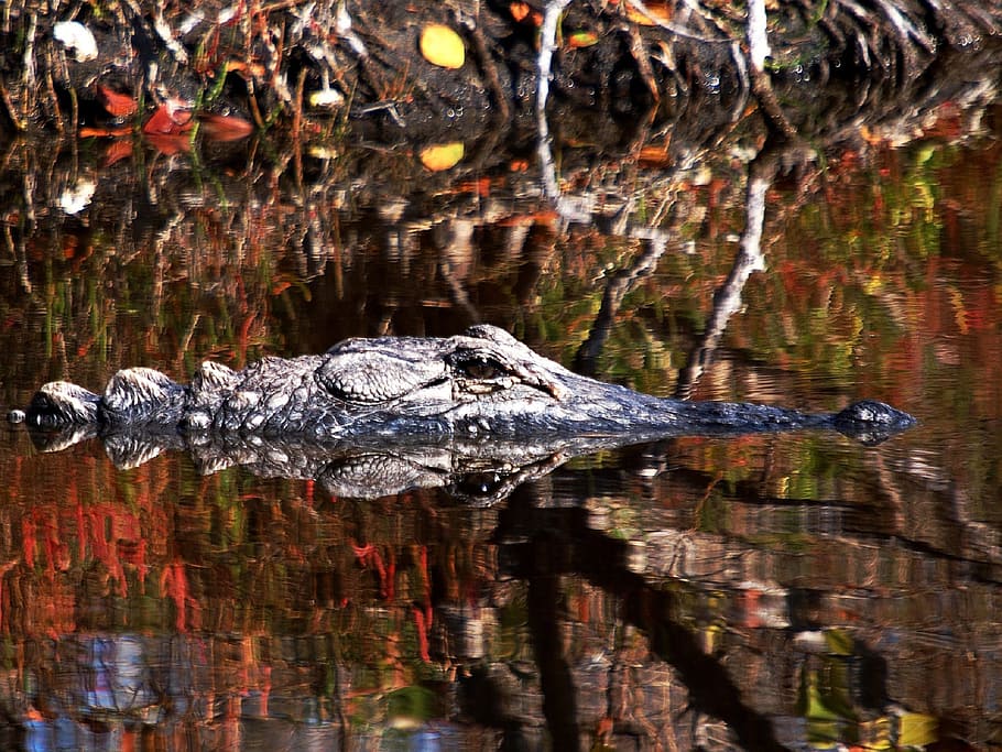 lake, river, alligator, croc, crocodile, reptile, animal themes HD wallpaper