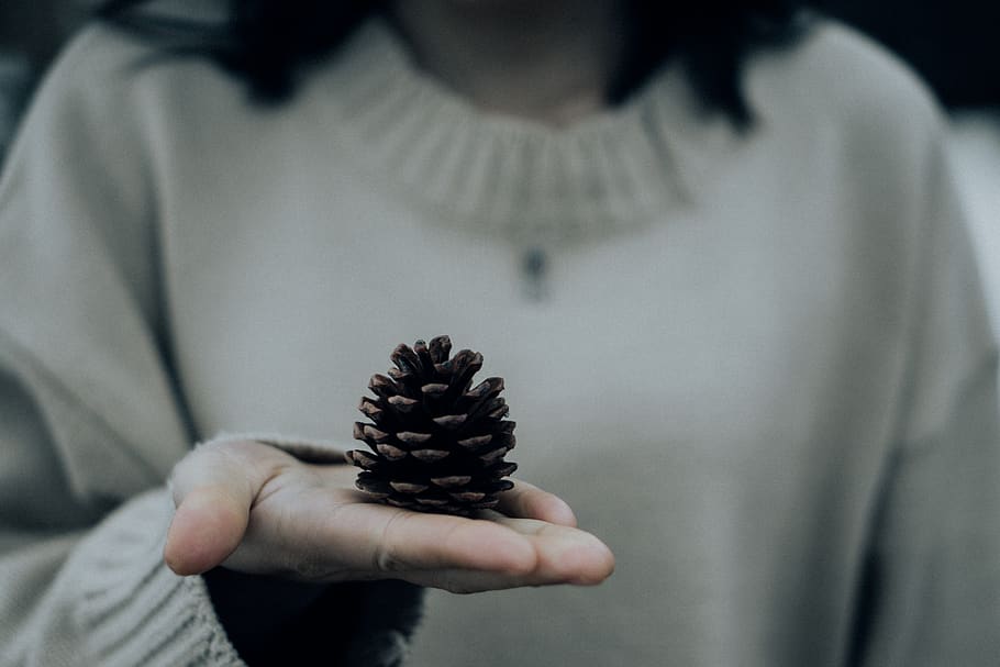 Close-up Photo of Person Holding Pine Cone, conifer cone, hand HD wallpaper