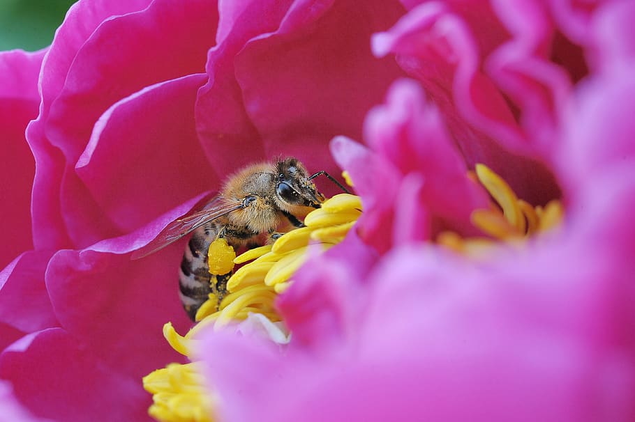 croatia, dragoslavec, spring, pink, bee, peony, macro, flowering plant HD wallpaper
