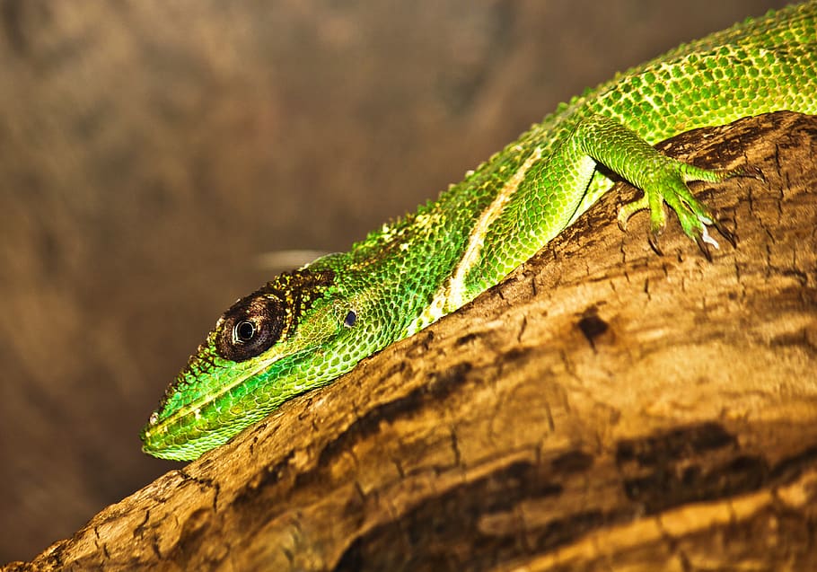 lizard, animal, reptile, animal themes, one animal, animal wildlife HD wallpaper