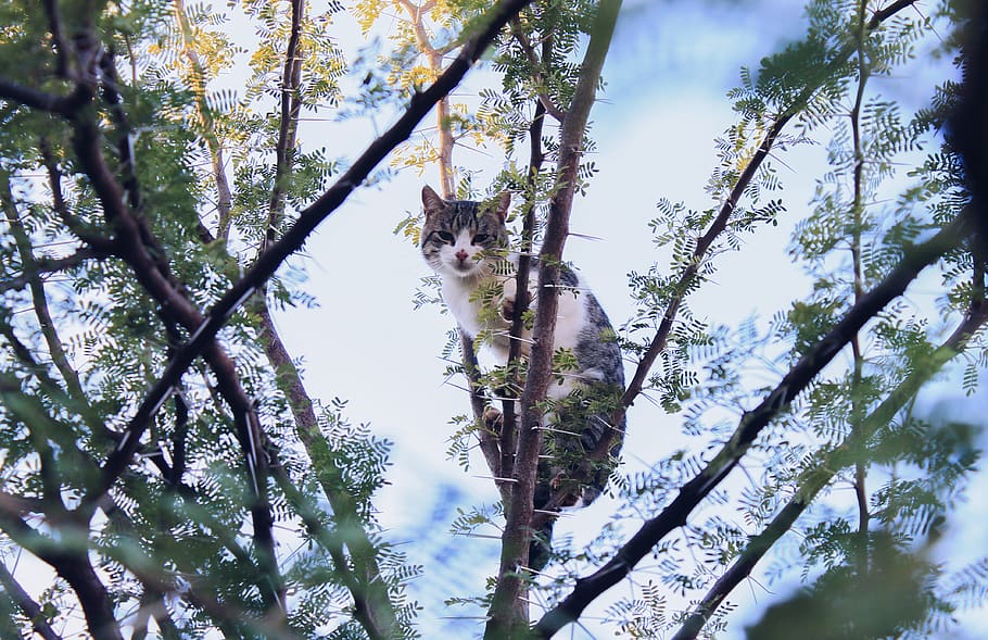 cat, stuck, tree, blue sky, stuck over tree, meditation gaze HD wallpaper