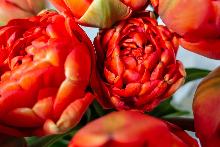 red petaled flowers, freshness, close-up, beauty in nature, plant HD wallpaper