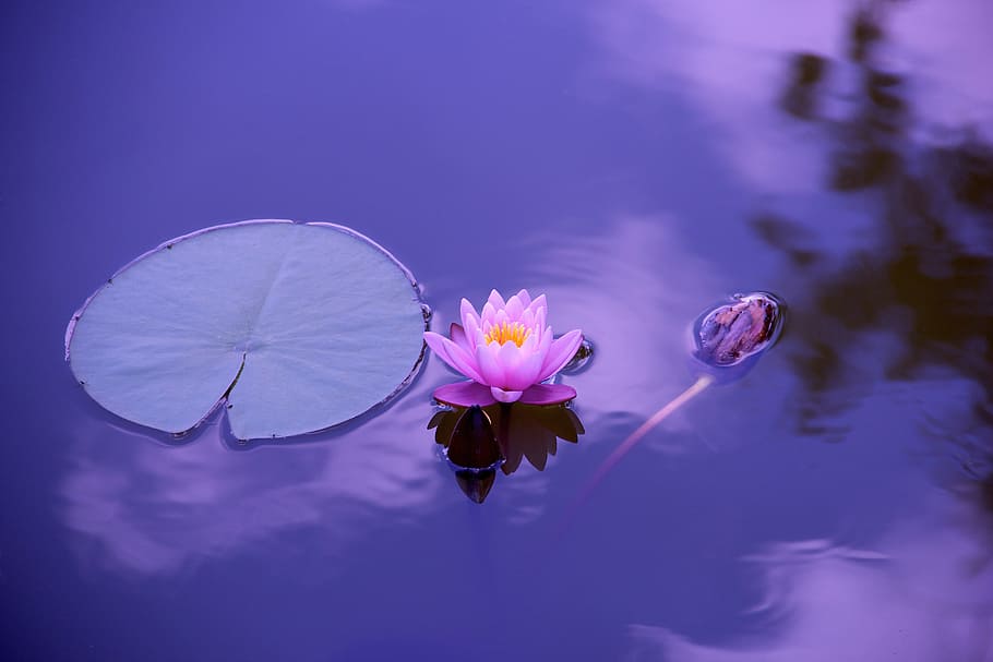 Lotus Lily Flower, nature, flowers, flowering plant, freshness HD wallpaper