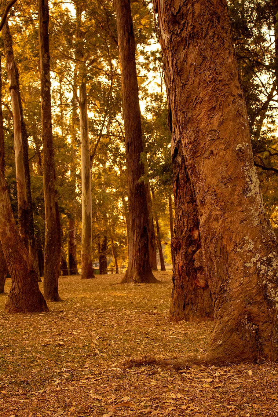 forest, tree, tree trunk, plant, land, tranquility, nature HD wallpaper
