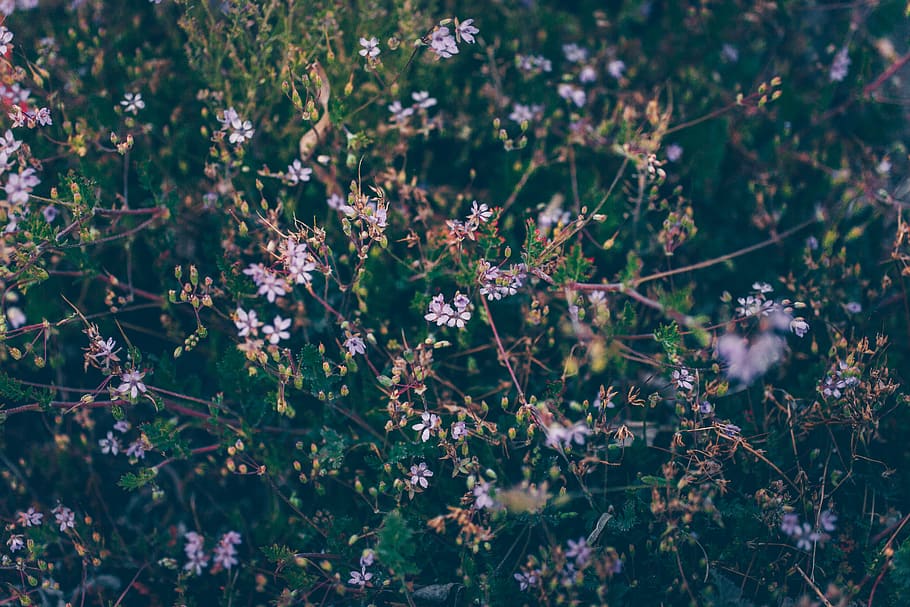 white petaled flower, plant, flowering plant, growth, nature HD wallpaper