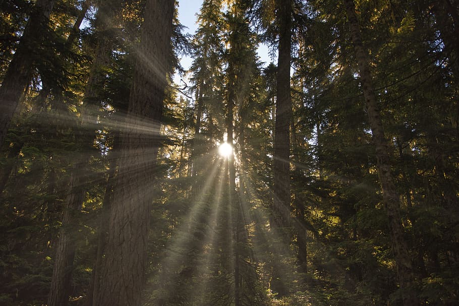 sunrays on trees, forest, plant, land, beauty in nature, sunlight HD wallpaper