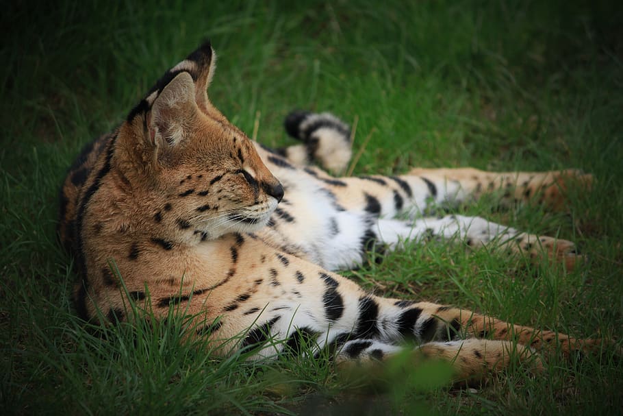 predator, cat, wilderness, animal, animal themes, feline, grass HD wallpaper