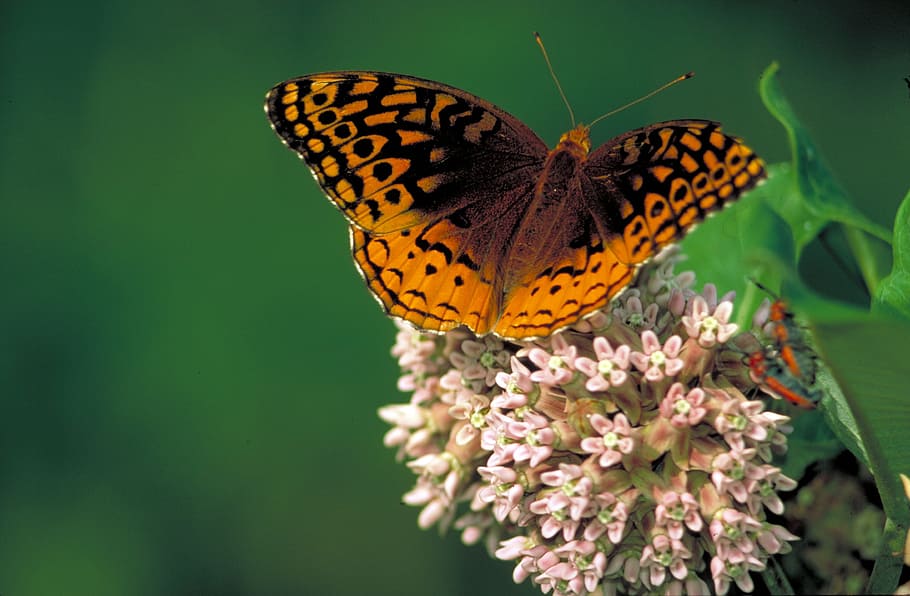 garden, blooming, flower, fresh, butterfly, insect, animal themes HD wallpaper
