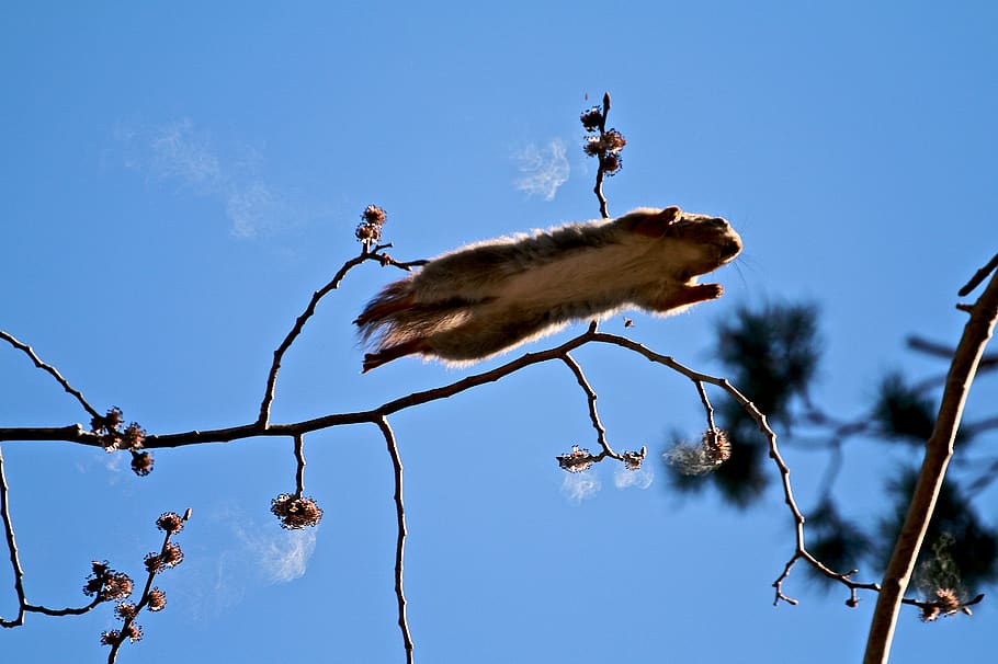 brown squirrel jumping, norway, oslo, rikshospitalet, flower HD wallpaper