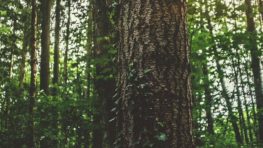 germany, lich, kloster arnsburg, focus, ivy, tree, tribe, leaves HD wallpaper