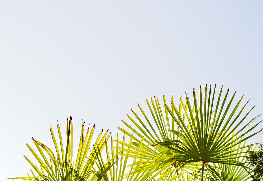 green-leafed plant, palm tree, palm leaf, copy space, tropical climate HD wallpaper