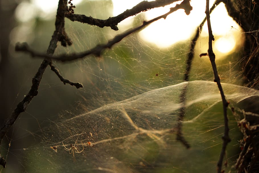 catalunya, navàs, plant, close-up, nature, no people, tree HD wallpaper