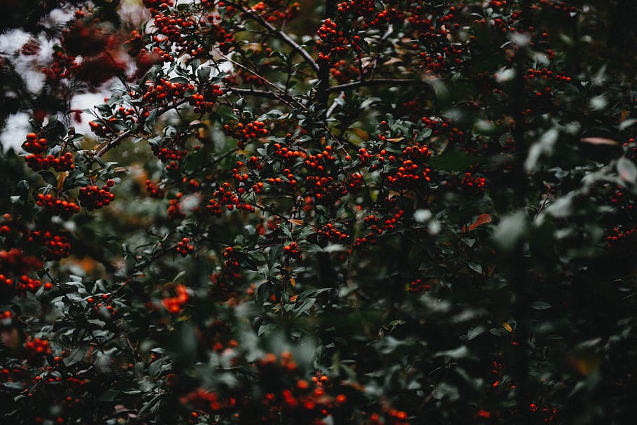holly berries, christmas holly, green, tree, plant, bush, evergreen, HD wallpaper