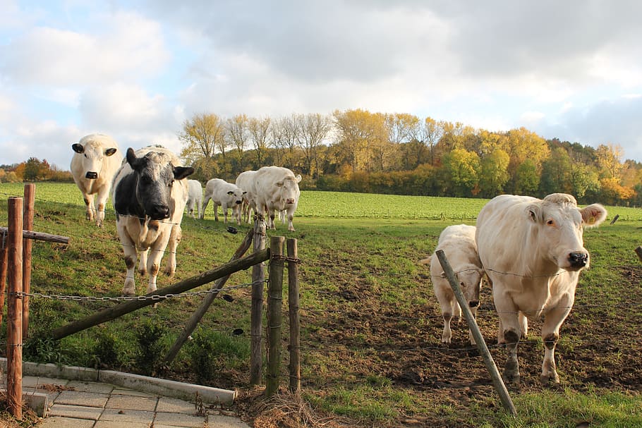 nature, clouds, outdoor, cows, mammal, domestic, domestic animals HD wallpaper