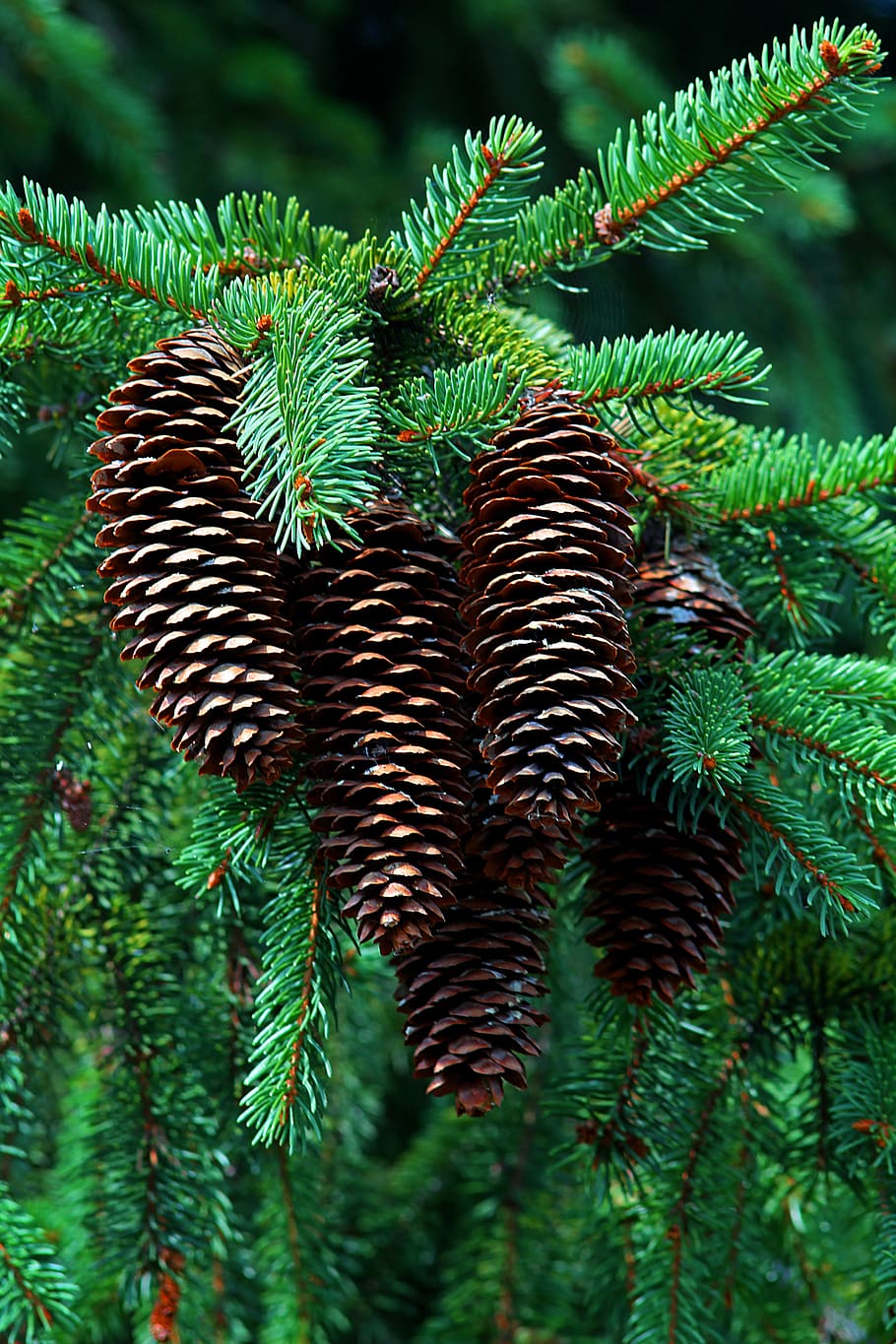 cones, forest, twigs, nature, coniferous, green color, plant HD wallpaper