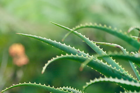 aloe vera, background, leaf, flora, closeup, spine, nature HD wallpaper