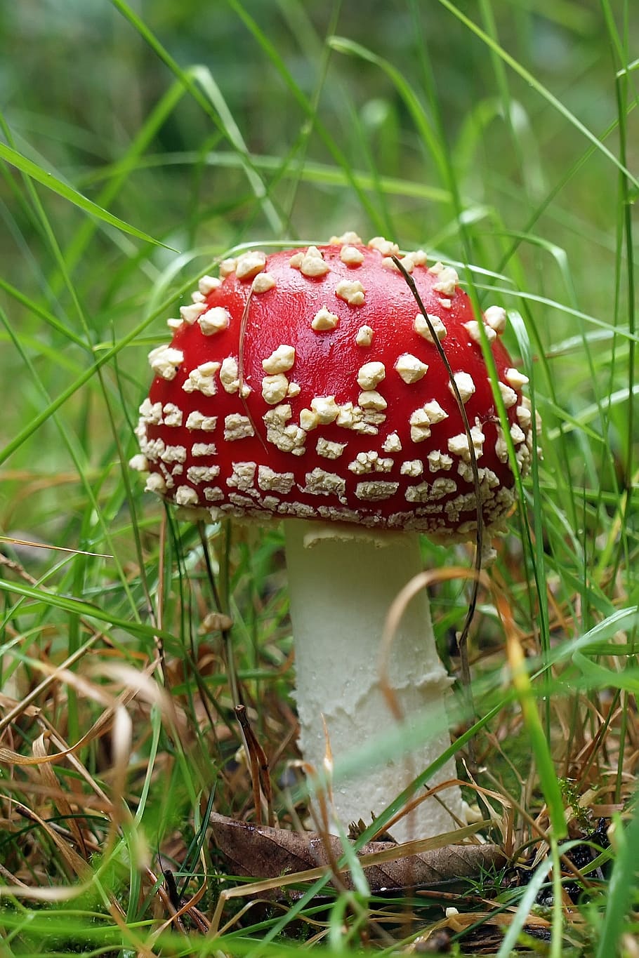 mushroom, fungus, food, fly agaric mushroom, plant, growth HD wallpaper