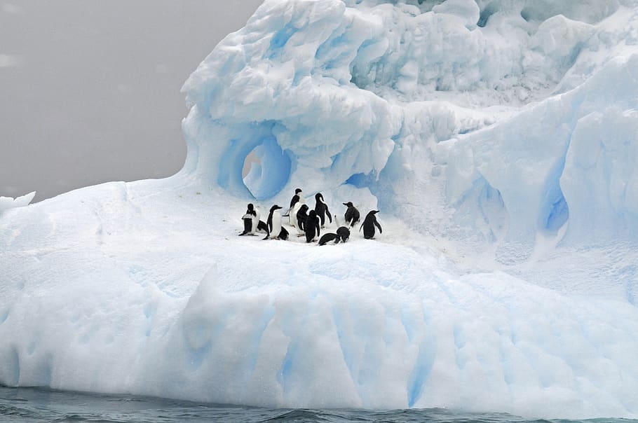 ice, snow, winter, cold, iceberg, frozen, glacier, landscape HD wallpaper