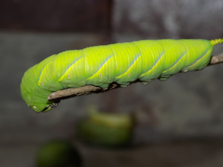 green, insect, dark, close-up, focus on foreground, green color HD wallpaper