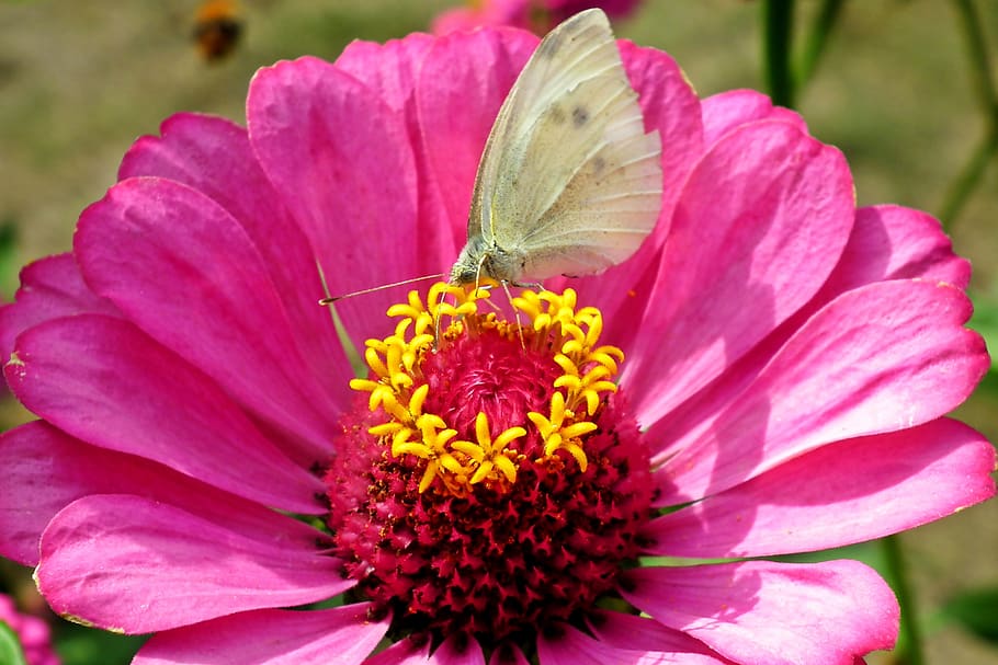 butterfly, insect, nature, macro, wings, summer, colorful, flower HD wallpaper
