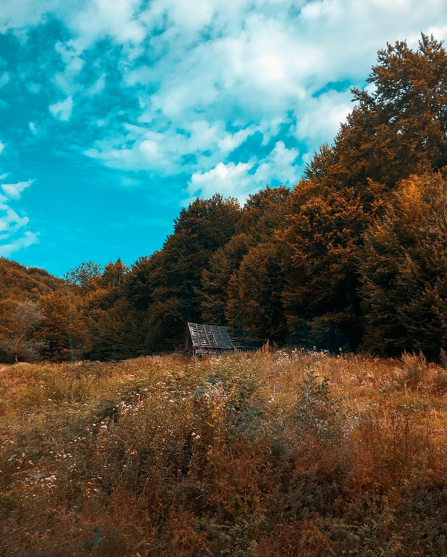 grass field during daytime, plant, tree, nature, fir, abies, outdoors HD wallpaper