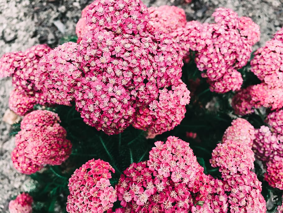 tiny, flowers, pink, garden, floral, cluster, dense, pattern, HD wallpaper