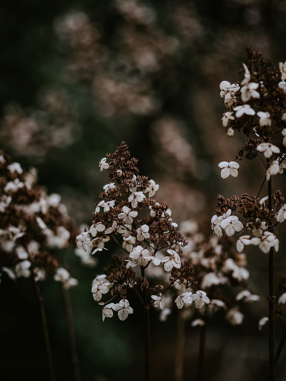 white-petaled flowers, plant, blossom, cotton, cherry blossom HD wallpaper