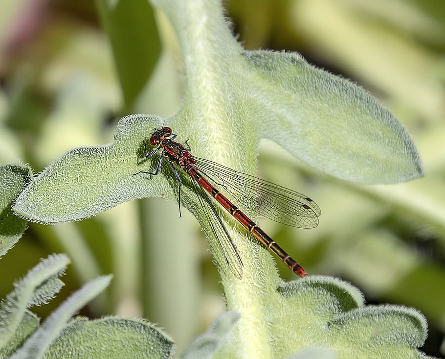 damselfly, red, insect, nature, summer, leaf, green, fauna HD wallpaper