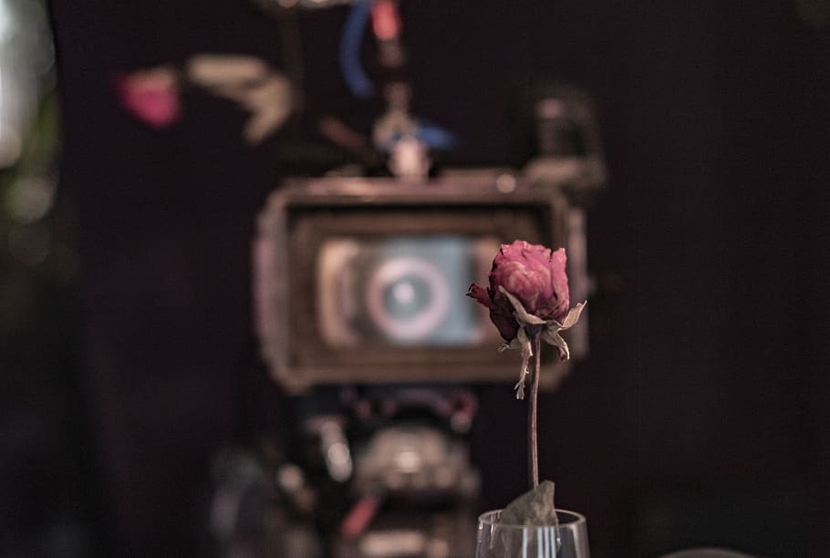 rose, red, camera, background, scene, sad, love, focus on foreground HD wallpaper