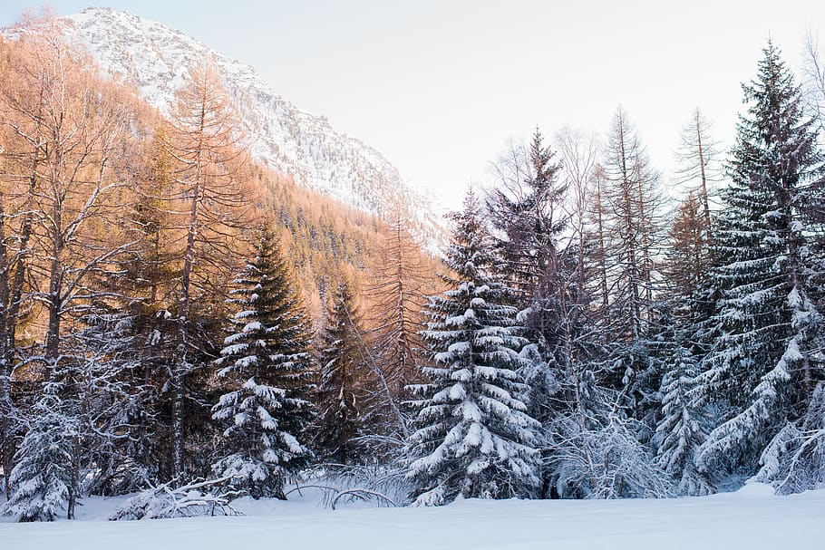 snow-covered pine trees during daytime, forest, italy, arpy, mountain HD wallpaper
