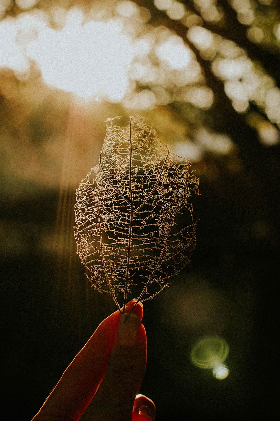 Dried Leaf, close-up, dry leaf, hand, macro, tree, plant, human hand HD wallpaper