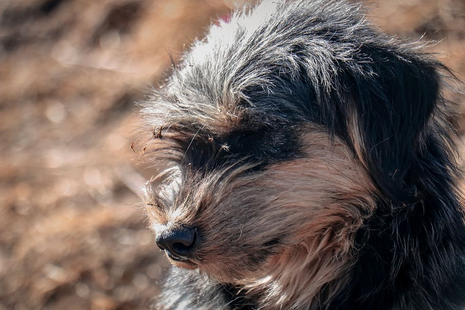 dog, trek, machhapuchure, annapurna, mammal, one animal, animal themes