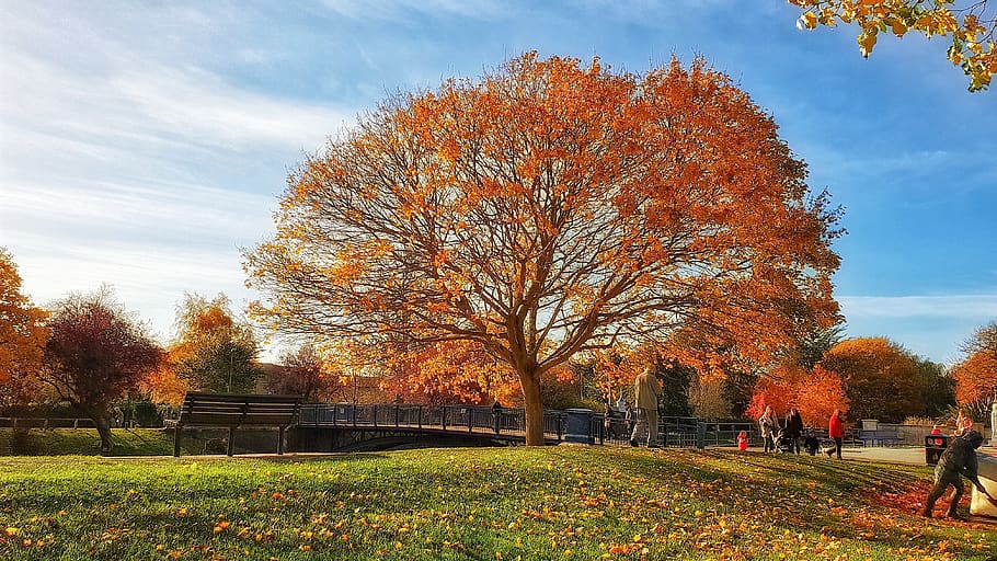 park, tree, autumn, landscape, outdoors, sky, clouds, green HD wallpaper