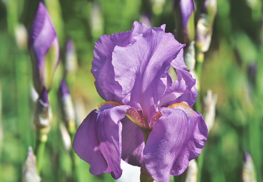 iris, iridaceae, purple, spring flower, plant, blossom, bloom HD wallpaper