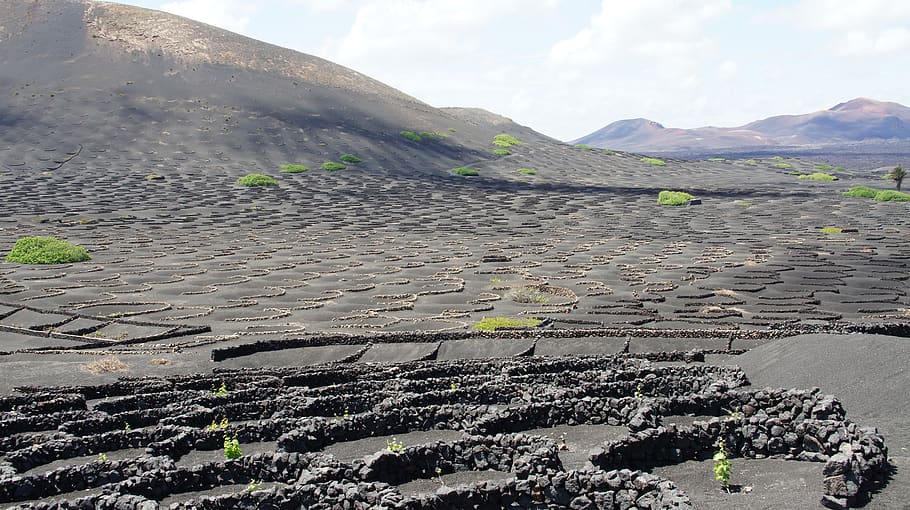 lanzarote, wine, lava, evolution, landscape, summer, nature HD wallpaper