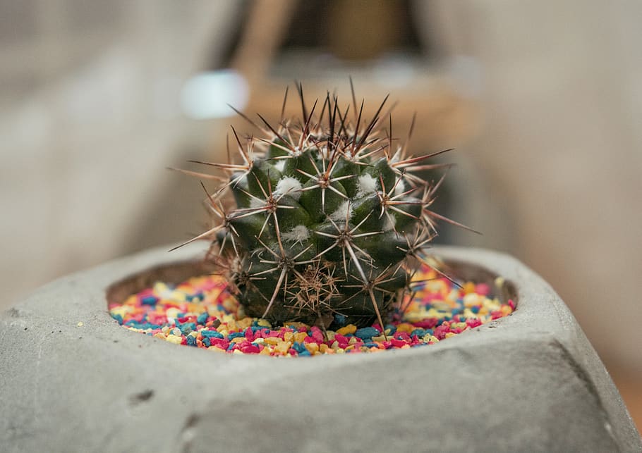 cactus plant, close-up, succulent plant, thorn, spiked, no people HD wallpaper