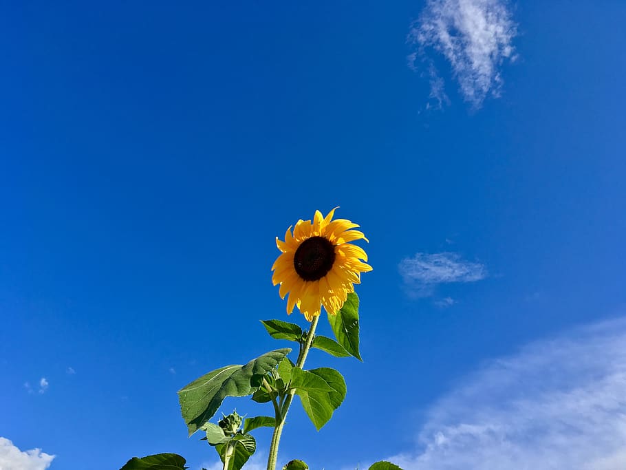 canada, penticton, 598 eckhardt ave e, flower, blue, clouds HD wallpaper