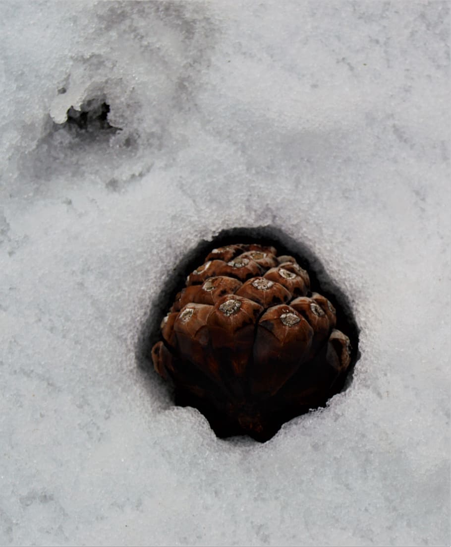 snow, pine, nature, food and drink, close-up, no people, cold temperature HD wallpaper