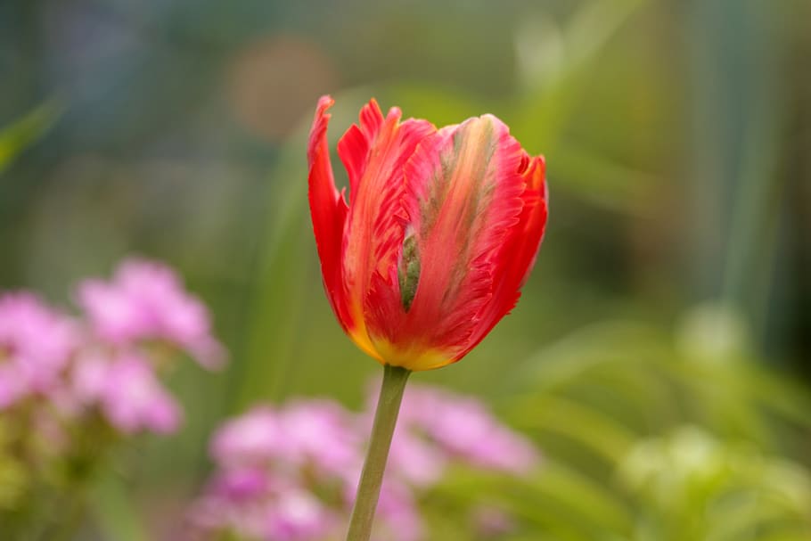 tulip, red, flower, spring, beauty, nature, bright, spring flowers HD wallpaper