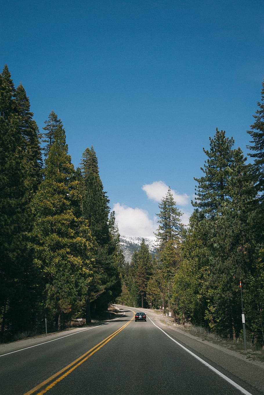 united states, south lake tahoe, forest, woods, trees, car