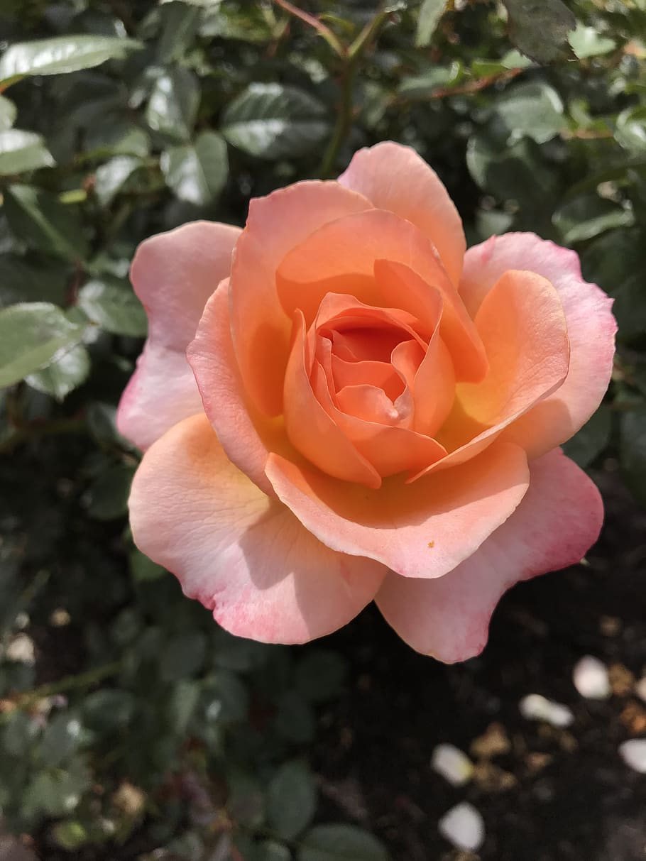 peachy color rose, balboa park, san diego, flower, flowering plant