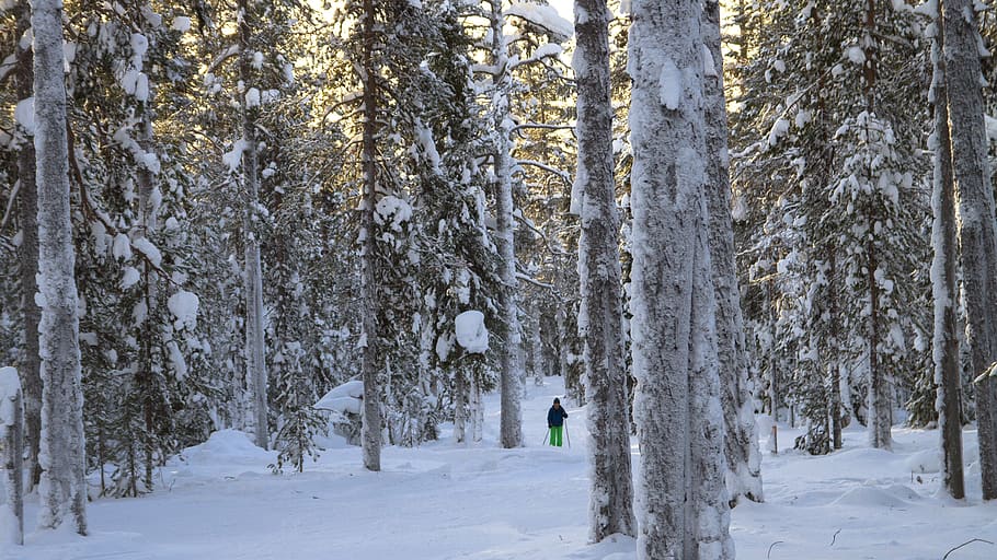 lapland, winter, snow, wintry, finland, cold, snowy, snow landscape HD wallpaper
