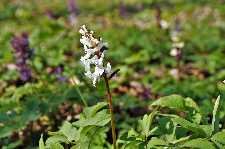 white, inflorescence, the floodplain, forest, the vegetation HD wallpaper